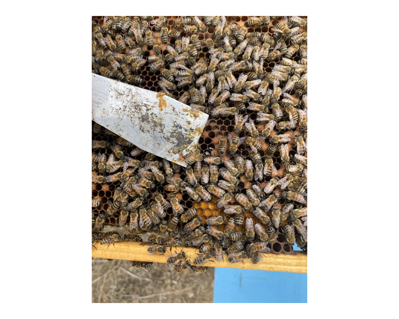 Thymianhonig - Naturbelassen & Rein - Méli 270g