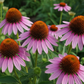 Echinacea