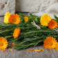 Griechischer Rosmarien und Calendula Kraut