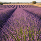 Lavendel